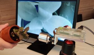 DIY vein viewer used to observe IR reflection in live plants
